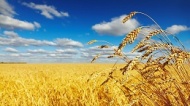 Аграрии губернии завершили уборку зерновых культур и сев озимых